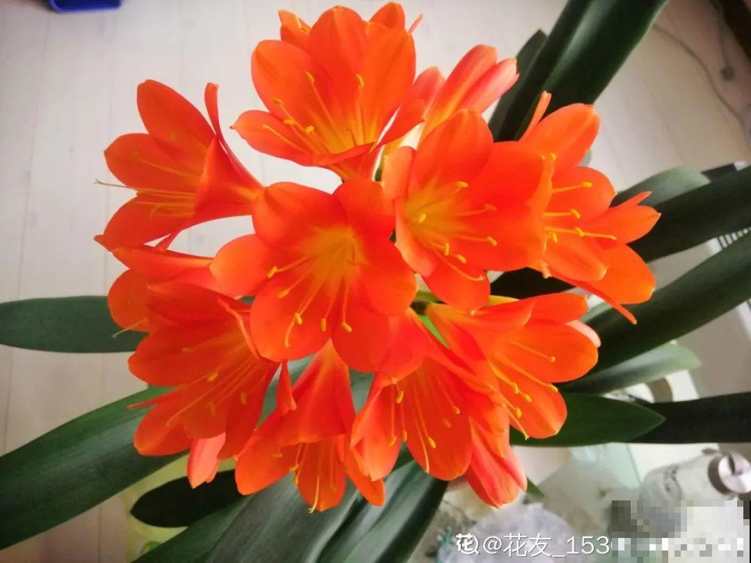 6种花好养活，超适合新手，养护看这篇就够了