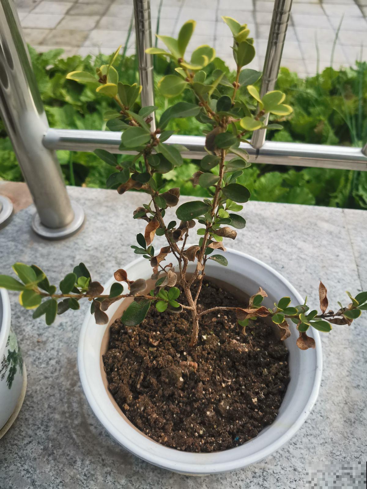 5种花现在别换盆,掉花落叶没商量,一不小心只剩光盆 5种花现在别换盆,掉花落叶没商量,一不小心只剩光盆