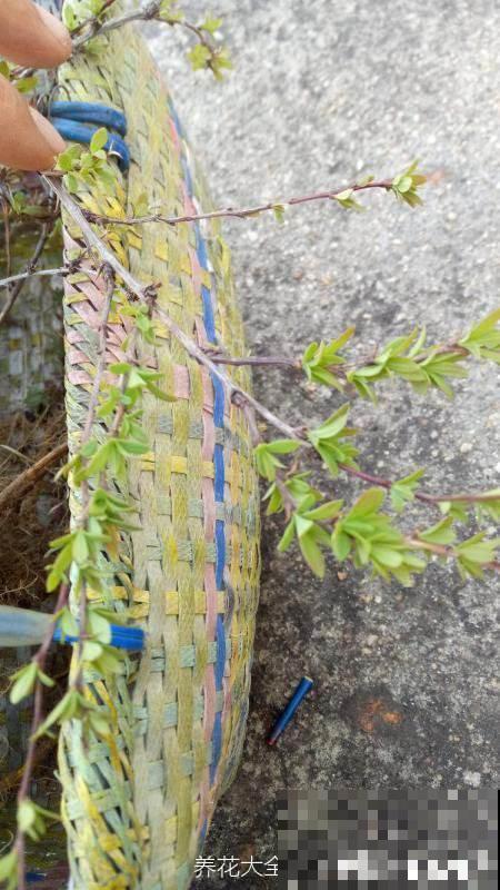 老花匠轻易不说的养根窍门,柳根泡水加“小秘方”,比营养液管用 老花匠轻易不说的养根窍门,柳根泡水加“小秘方”,比营养液管用