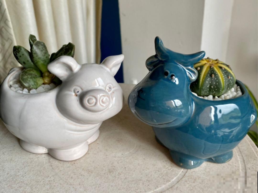 5种花盆,闷根又烂根,一养花就死掉 5种花盆,闷根又烂根,一养花就死掉