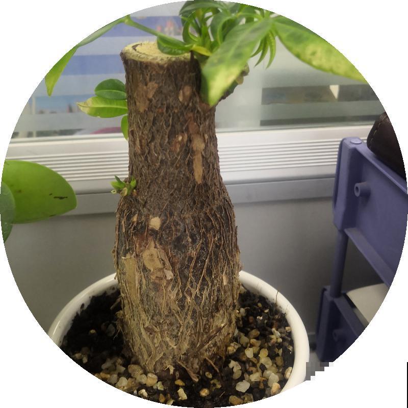 10种“财神花”养家里,吉祥寓意好兆头,越养越喜欢 10种“财神花”养家里,吉祥寓意好兆头,越养越喜欢