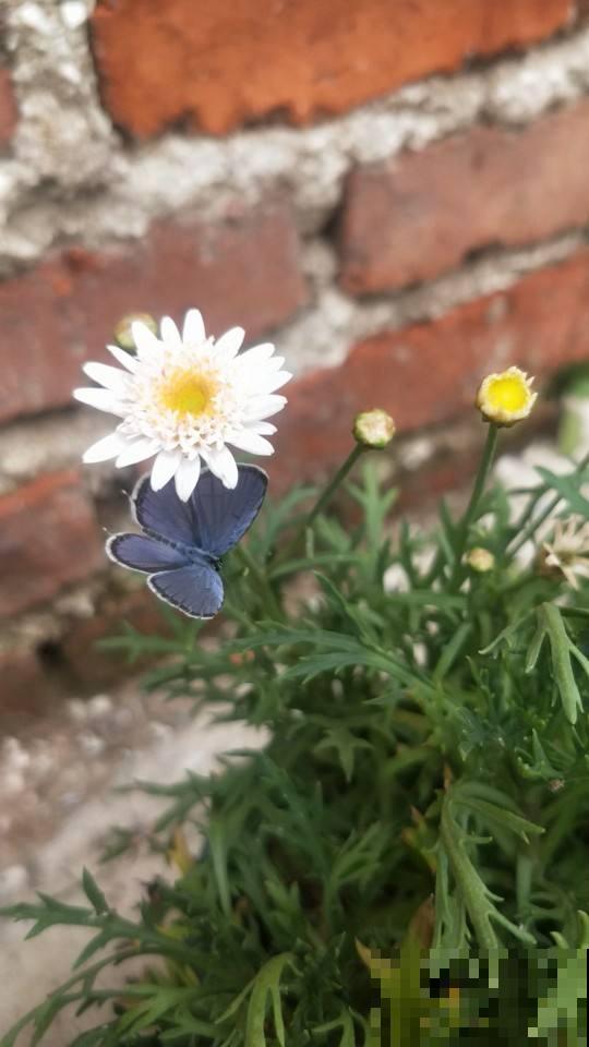 农村6米高的仙人掌，长成“仙人树”，果实咬一口甜美爆浆