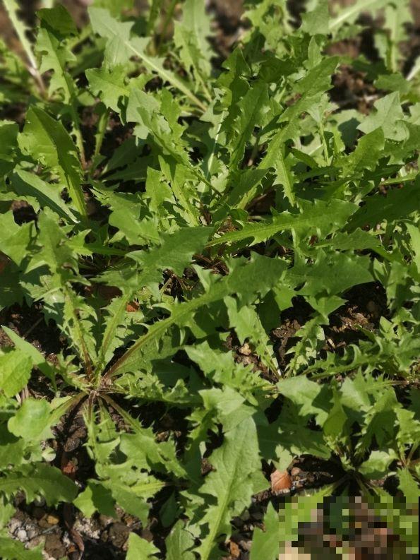 秋冬季节天气干燥，常喝这4种“养生茶”，养人又去火