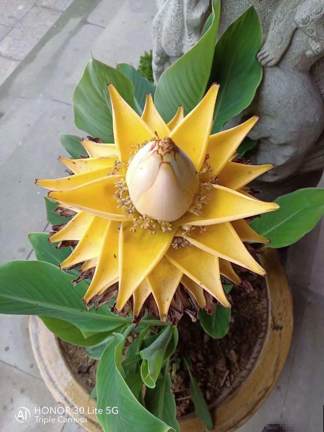 1种花俗称“摇钱树”，满盆长满小元宝，大吉大利，好看吉祥！