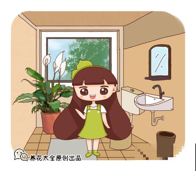 4种花，养在卫生间很合适，耐阴也省心