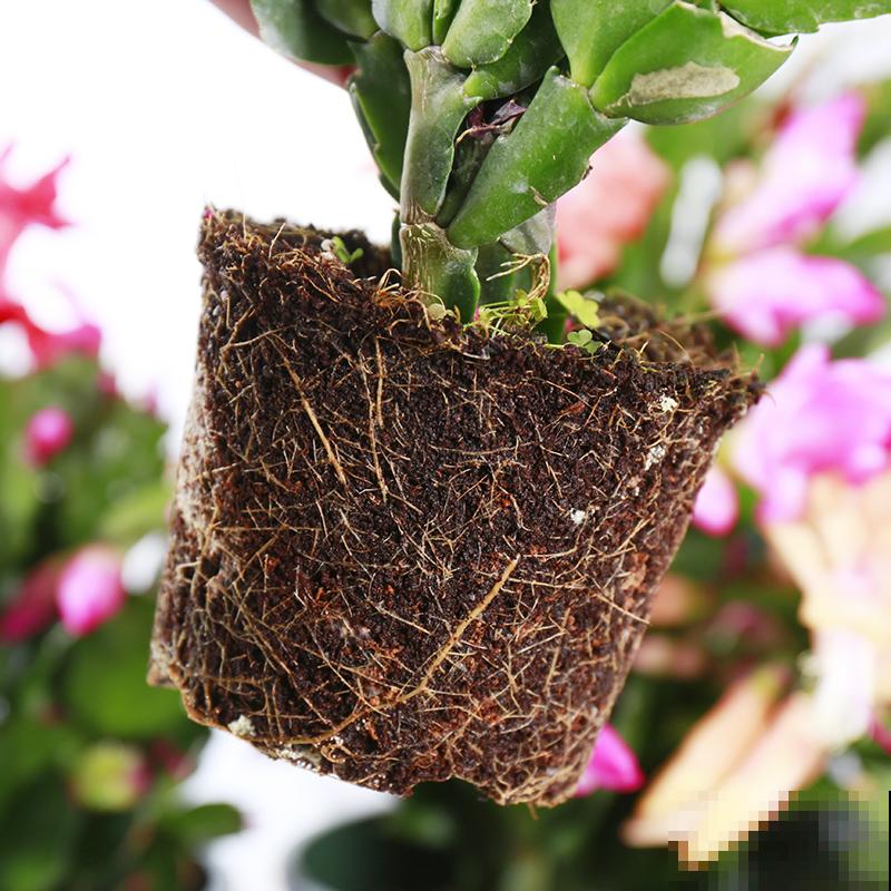 蟹爪兰长满花苞,4个方面不注意,花苞掉满地 蟹爪兰长满花苞,4个方面不注意,花苞掉满地