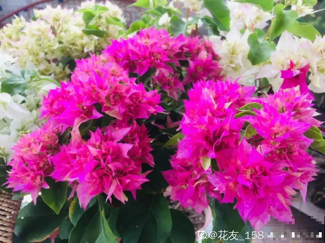 10种花现在别换盆，不然根系不服盆，很容易死掉