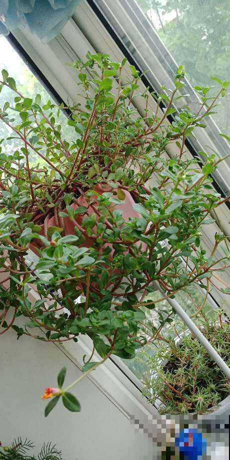 小时候常见的植物，城里人当个宝，超市卖十几块钱一斤