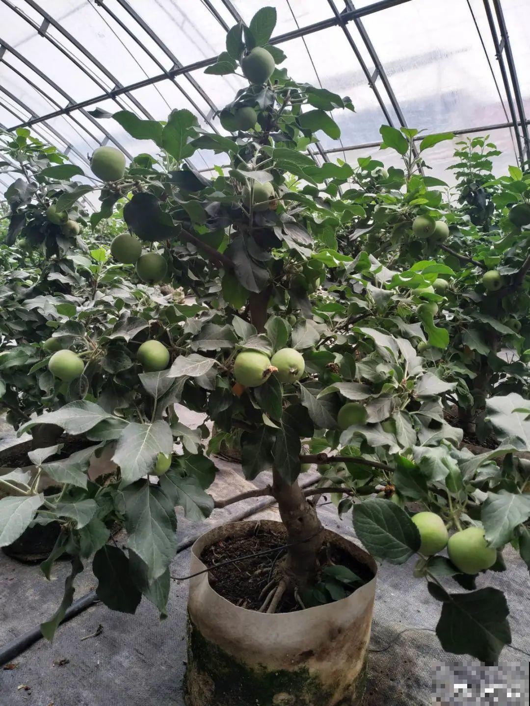 家里养8种“守家树”，红红火火特别旺运，镇宅好福气