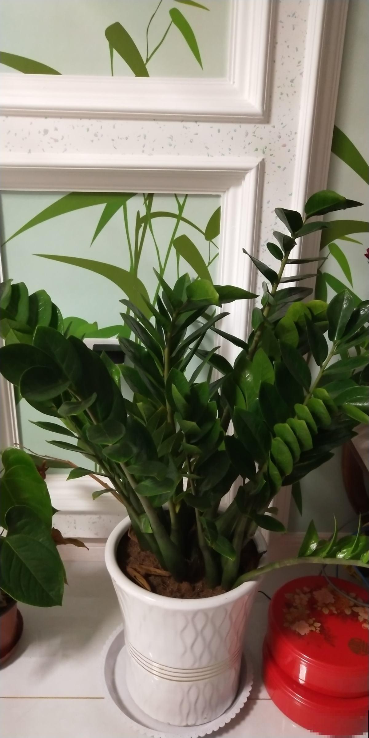 1种花名叫“钱串子”，牢记4个养护口诀，叶子油亮直反光