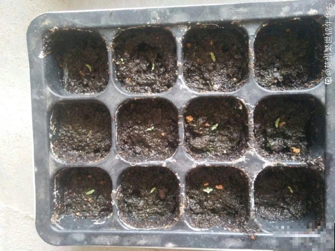秋天种16种花，冬天就能开爆盆，满盆都是花