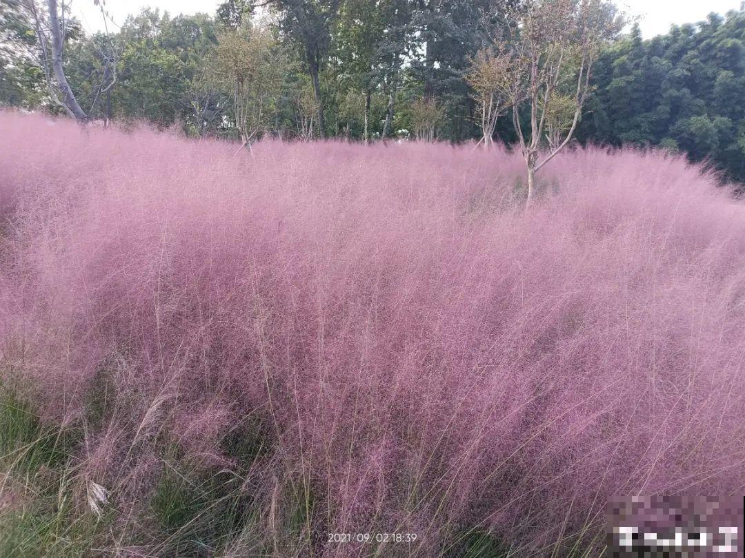 5种花长太快，容易泛滥成灾，千万别随便丢弃