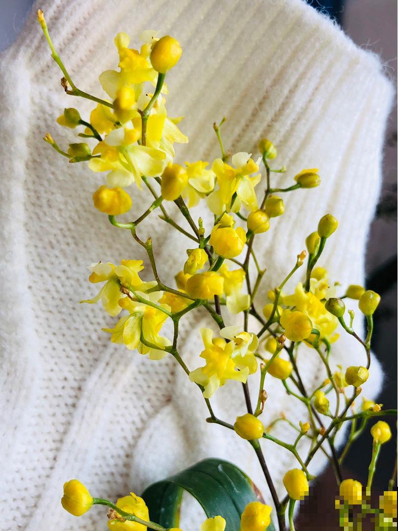 10月逛花市,4种花赶紧“收入囊中”,现在正是花期 10月逛花市,4种花赶紧“收入囊中”,现在正是花期