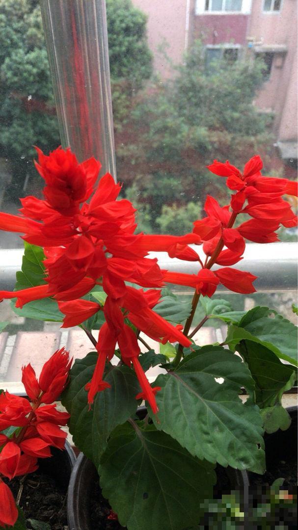 秋天常见的60种花，最全花卉图谱，收藏起来慢慢看