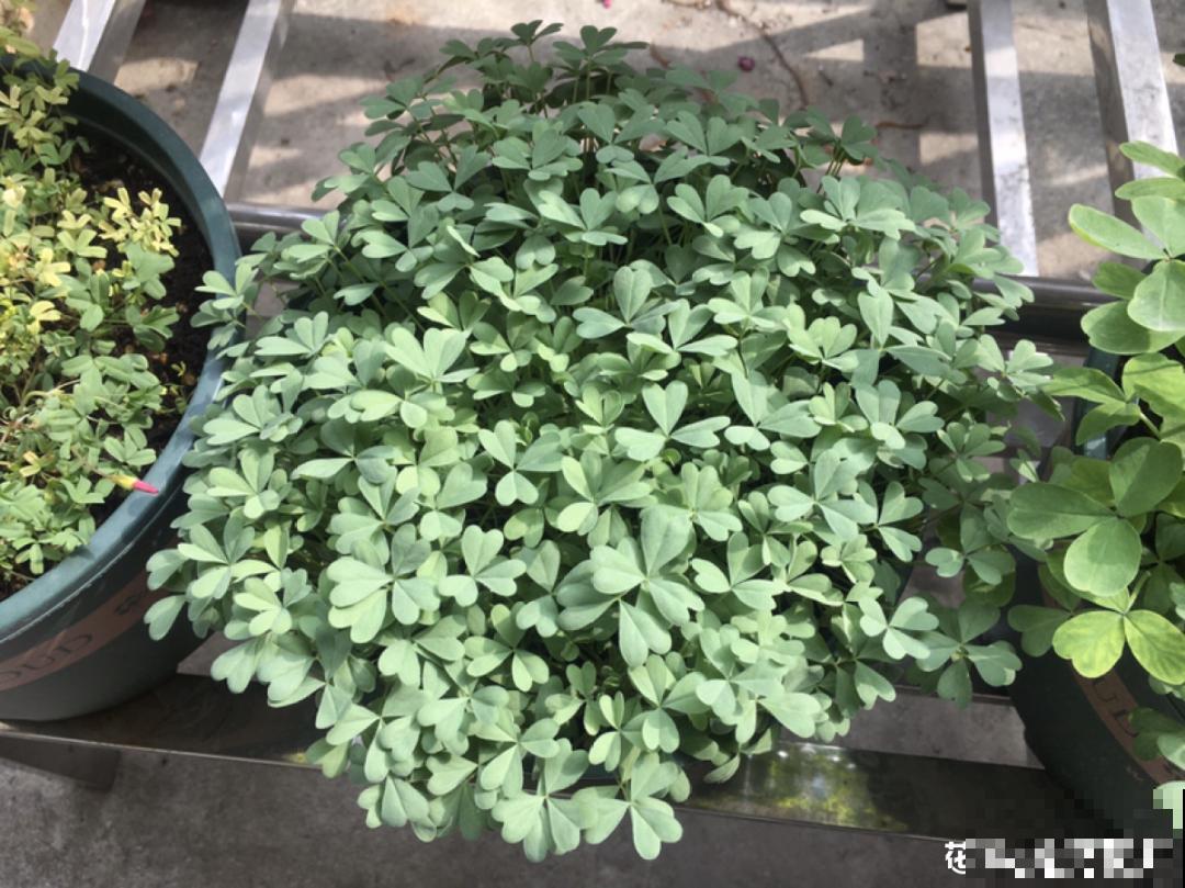 1种小草花名叫酢浆草，花量大，花期长，一盆还能变多盆