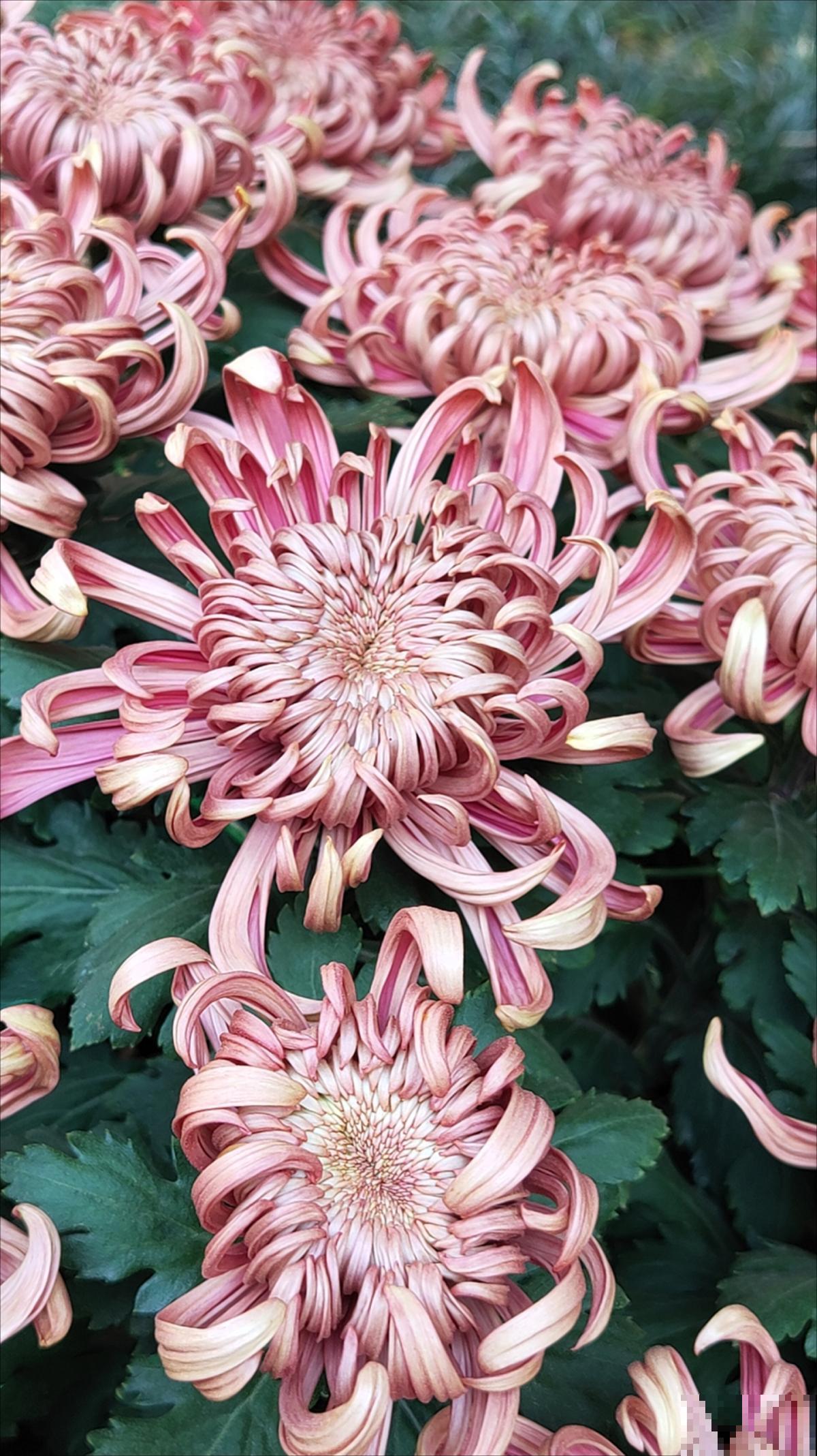 民间流传“不吉利的花”，敢养的人太少，你养过几种？