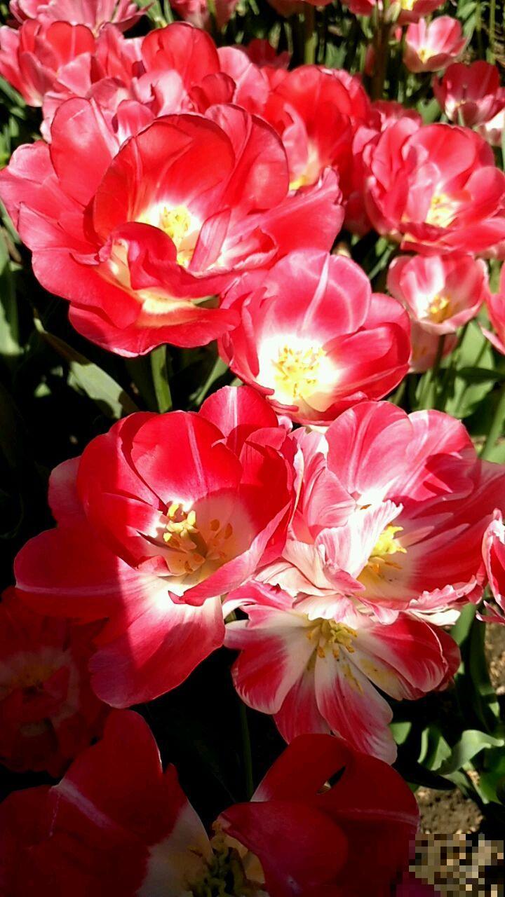 6种结婚用的手捧花,为了自己心爱的人,也要浪漫一回 6种结婚用的手捧花,为了自己心爱的人,也要浪漫一回