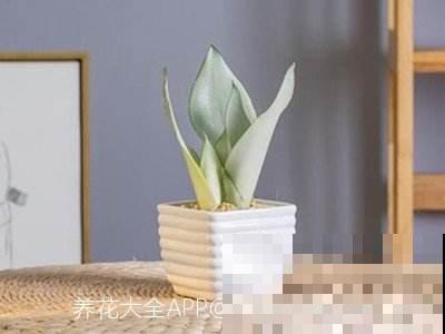 1种花,盆越小,水越少,反而长得更旺盛 1种花,盆越小,水越少,反而长得更旺盛