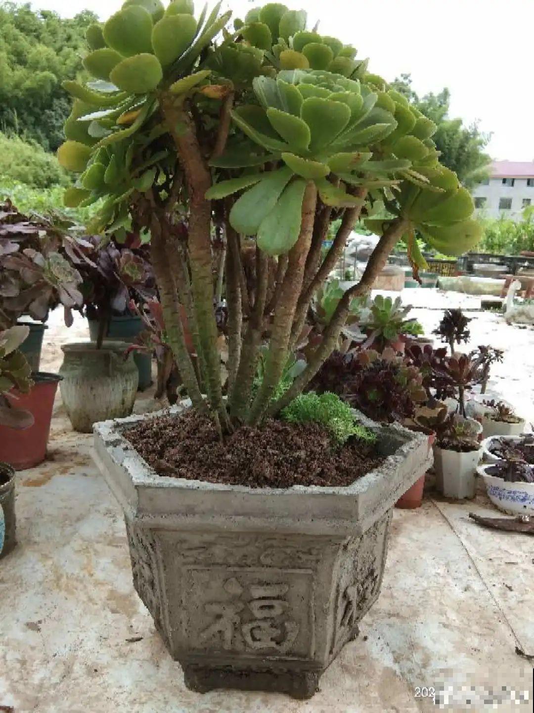 5种花盆,闷根又烂根,一养花就死掉 5种花盆,闷根又烂根,一养花就死掉