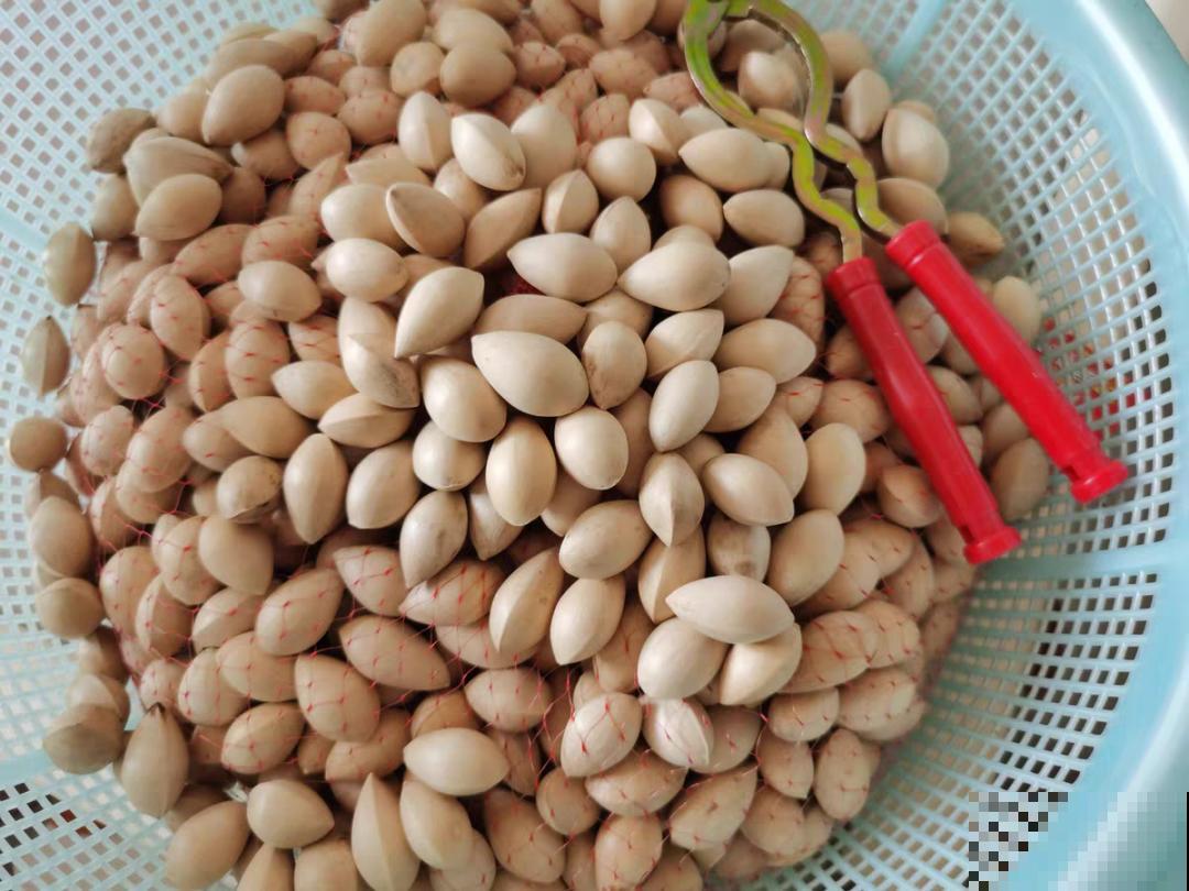 路上看见银杏果,不要捡,小心有毒! 路上看见银杏果,不要捡,小心有毒!