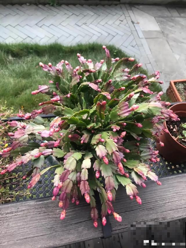 蟹爪兰“睡醒了”，给花施点肥，花苞呼呼冒