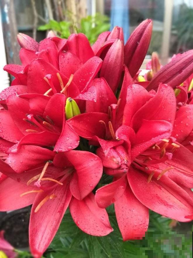 百合花便宜又常见,却被“三个国家”争着做国花,它的魅力太大 百合花便宜又常见,却被“三个国家”争着做国花,它的魅力太大