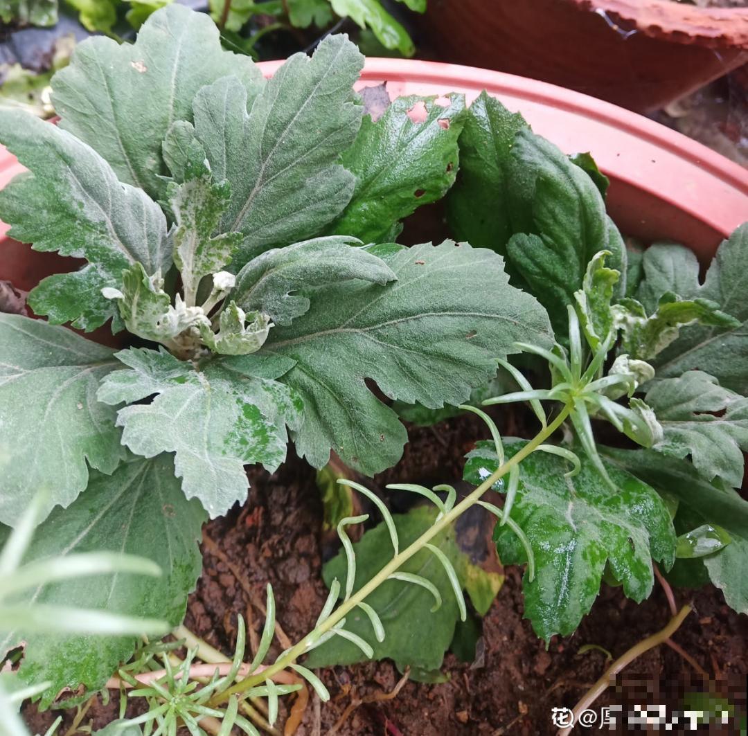 冬天扦插6种花，简单易成活，一盆变多盆