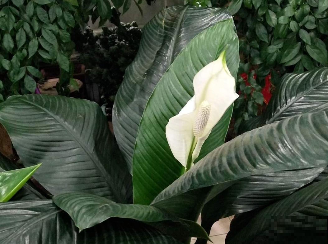 秋冬气候太干燥，推荐4种“天然加湿器”，净化空气还湿润