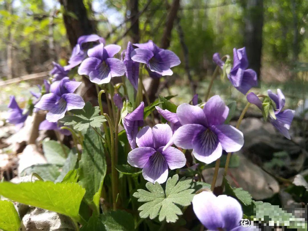 4组花长得太像,实在太容易认错,你能认出几个? 4组花长得太像,实在太容易认错,你能认出几个?