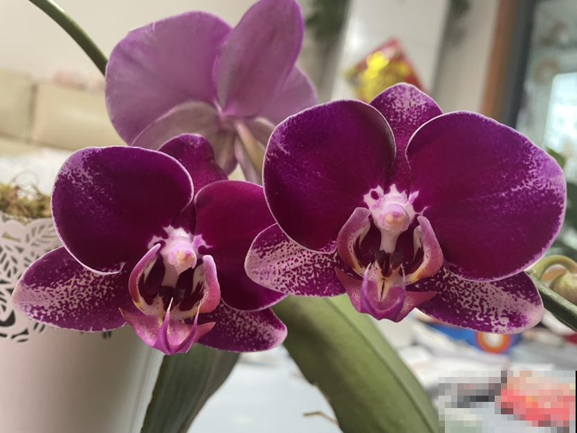 养蝴蝶兰，秋天开始催花了，选对肥水才能开花