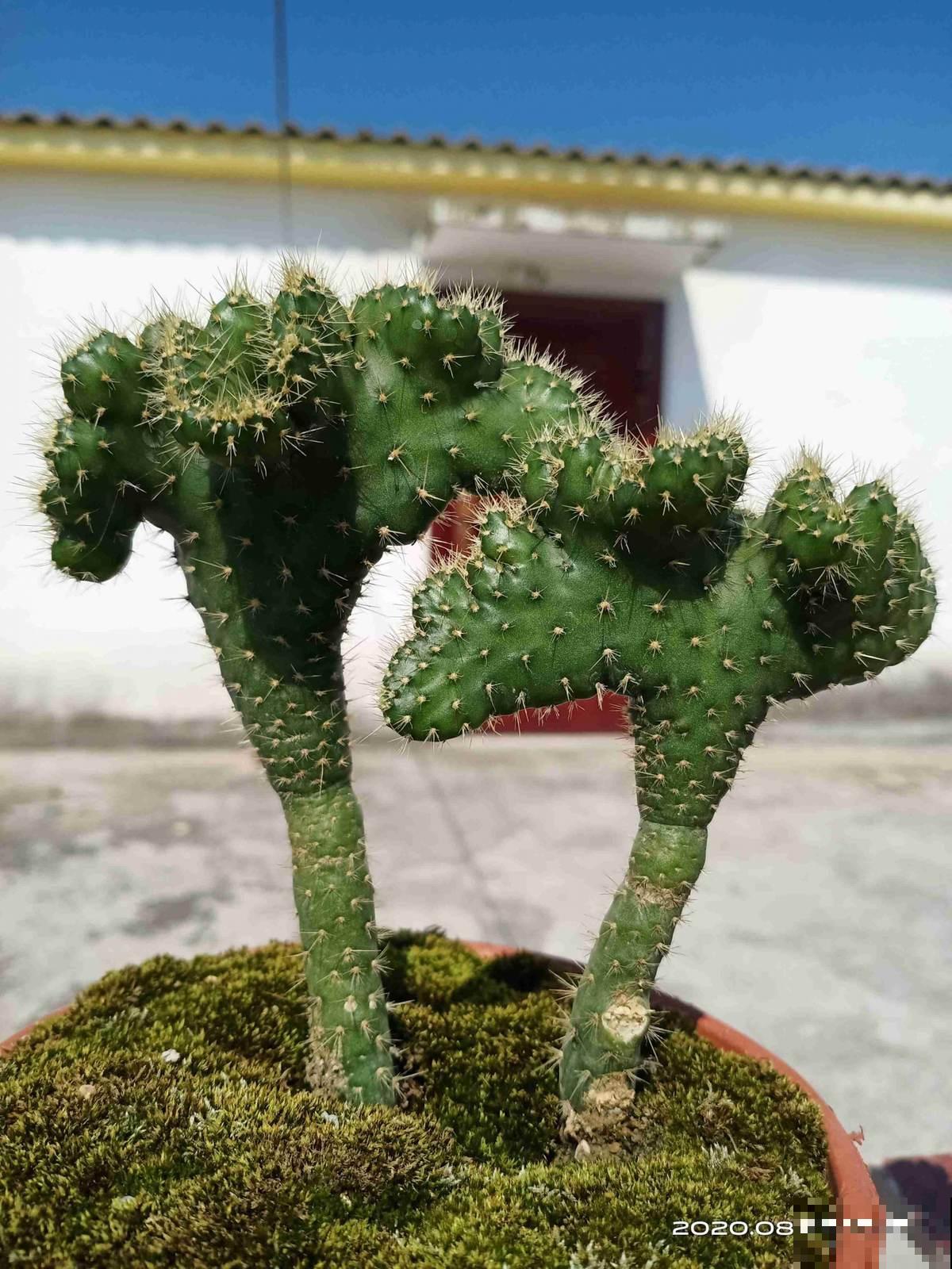 8种花养在家里不占地方,还很有格调,秋冬养正合适 8种花养在家里不占地方,还很有格调,秋冬养正合适