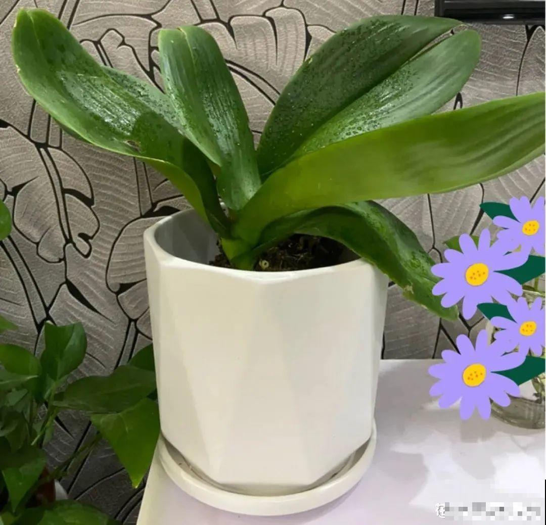 养花一直不开花,给他套个黑塑料袋,花苞呼呼冒 养花一直不开花,给他套个黑塑料袋,花苞呼呼冒