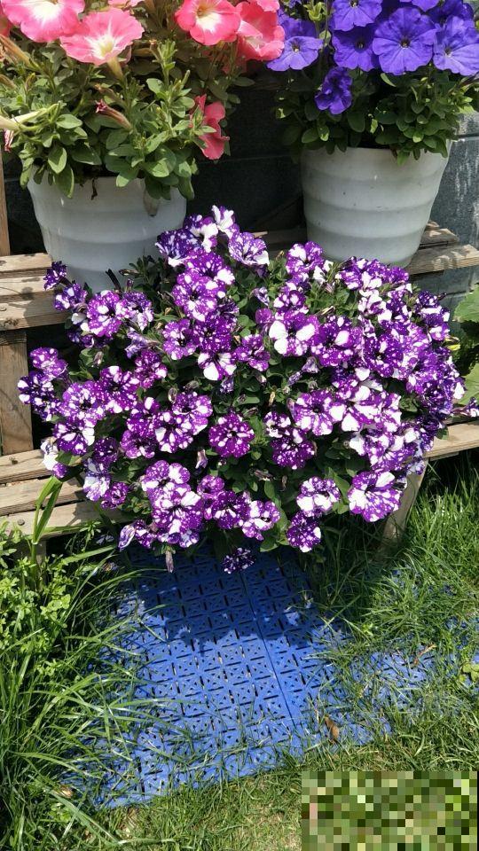 1种矮牵牛颜值高得少见,花朵犹如梦幻星空,神秘又浪漫 1种矮牵牛颜值高得少见,花朵犹如梦幻星空,神秘又浪漫