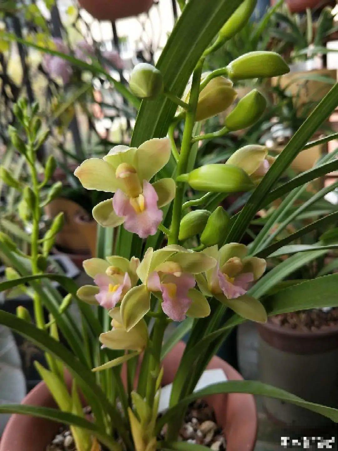 兰花中的“香味之王”,年底开花一串串,满屋飘香! 兰花中的“香味之王”,年底开花一串串,满屋飘香!