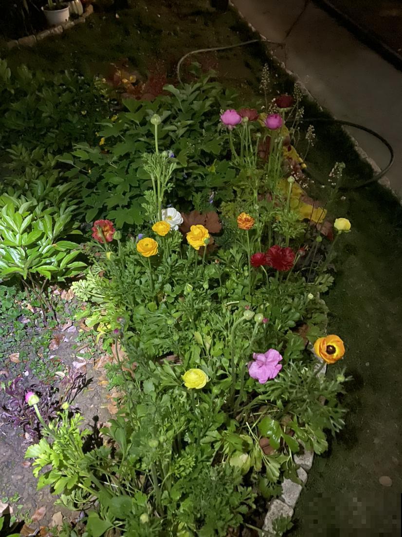 “小爪子”埋土里，做好这2点，开出富贵“小牡丹”