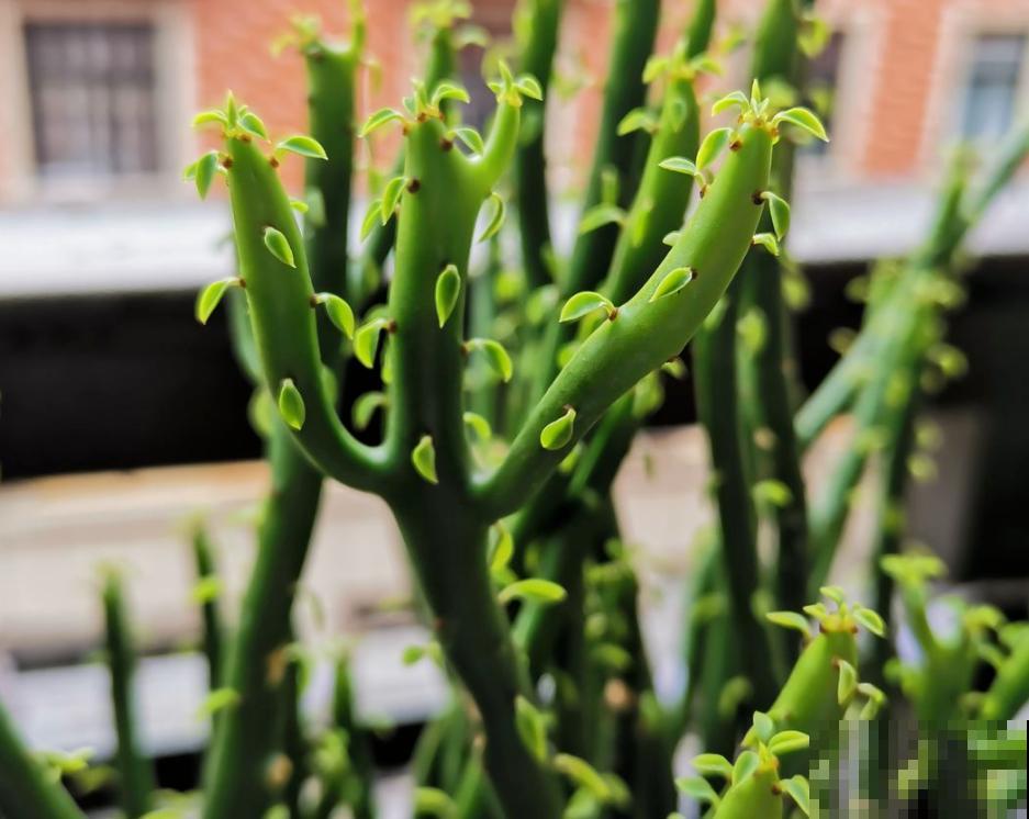 迷人又危险的4种花，请勿靠近，容易中毒