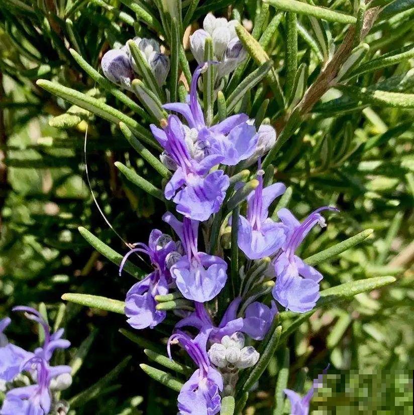 6种盆栽能吃,掐掉一节很快冒新芽,味道芳香营养丰富 6种盆栽能吃,掐掉一节很快冒新芽,味道芳香营养丰富