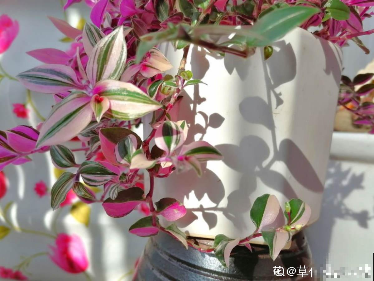 5种小众花，家里养一盆，屋里立马气质变高级