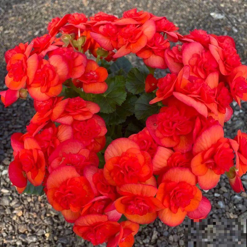 秋冬养盆丽格海棠,花朵像牡丹,有金玉满堂好兆头 秋冬养盆丽格海棠,花朵像牡丹,有金玉满堂好兆头