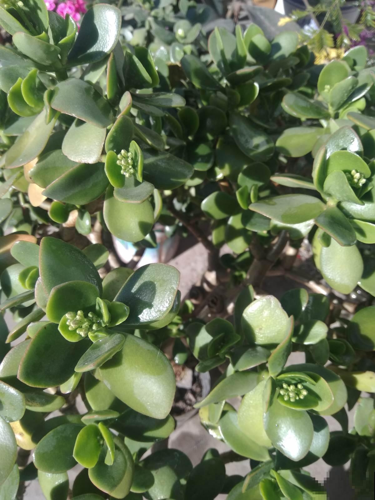 燕子掌护理关键点，别眼馋别人养的好，学会你也可以