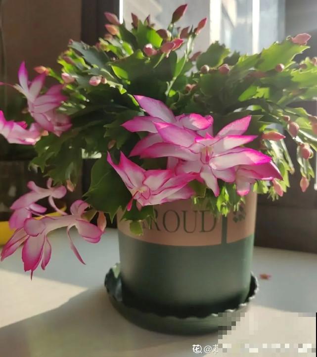 秋天给花补点“猛肥”,嫩芽一茬接一茬,花苞呼呼冒 秋天给花补点“猛肥”,嫩芽一茬接一茬,花苞呼呼冒