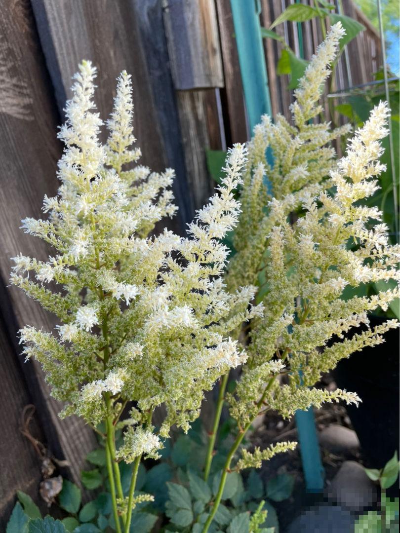 这5种花冬天不能养,别盲目跟风,来年春天才是它的生长期 这5种花冬天不能养,别盲目跟风,来年春天才是它的生长期