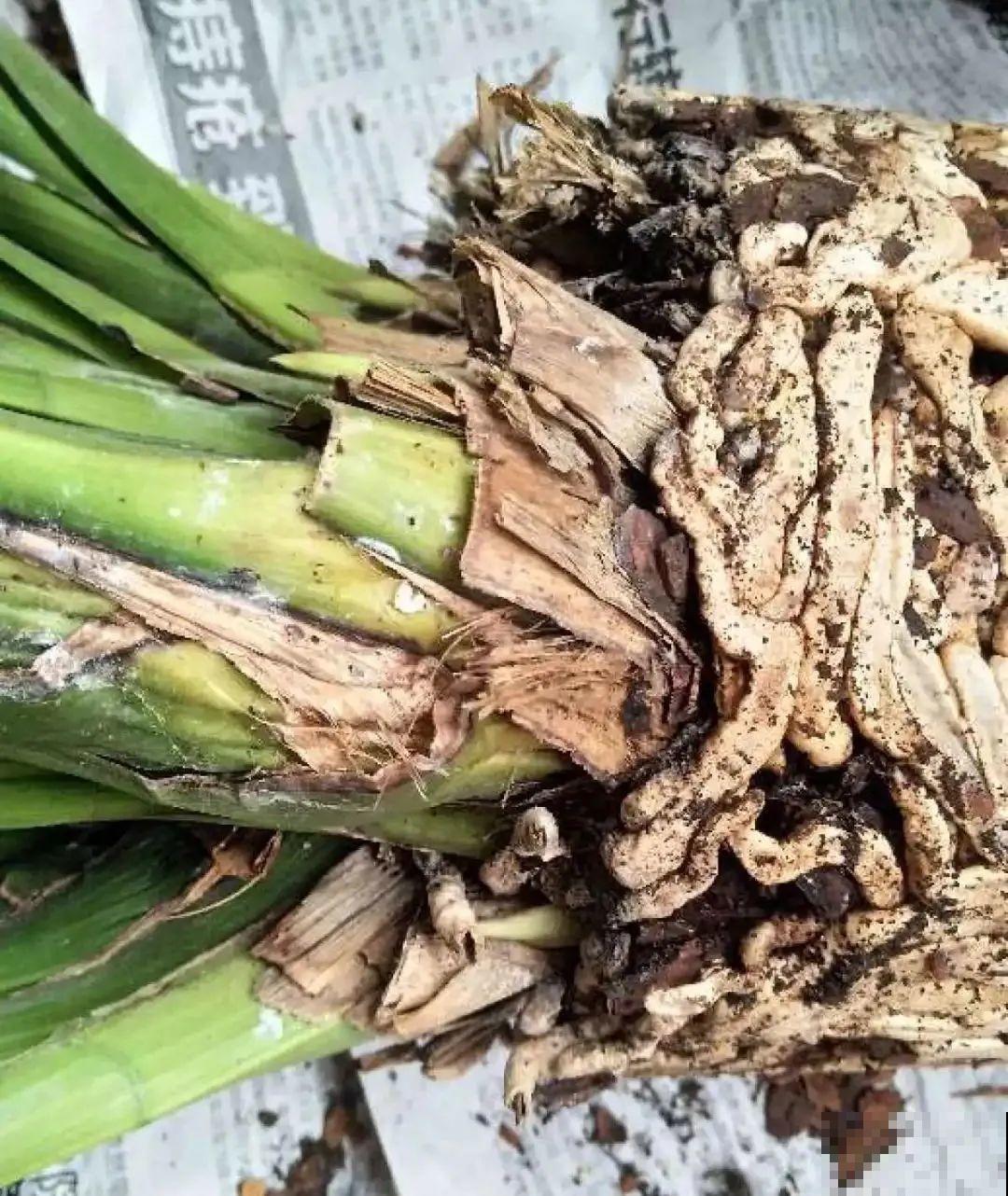 养花大棚倒闭,“贵货花”路边扔了一地,后悔没带个大麻袋 养花大棚倒闭,“贵货花”路边扔了一地,后悔没带个大麻袋