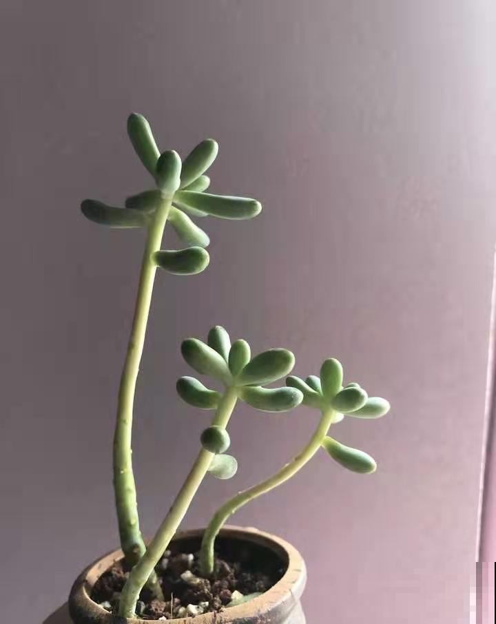 多肉徒长太难看，做好这三点，长成肉嘟嘟小可爱