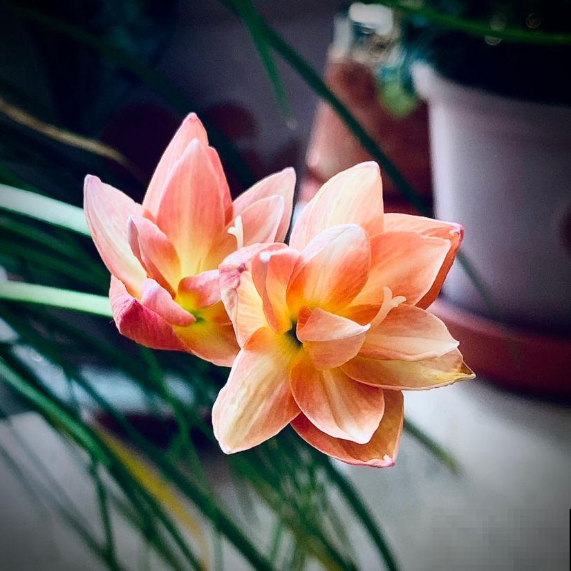 室内养花，不在于“多”，数量要合适