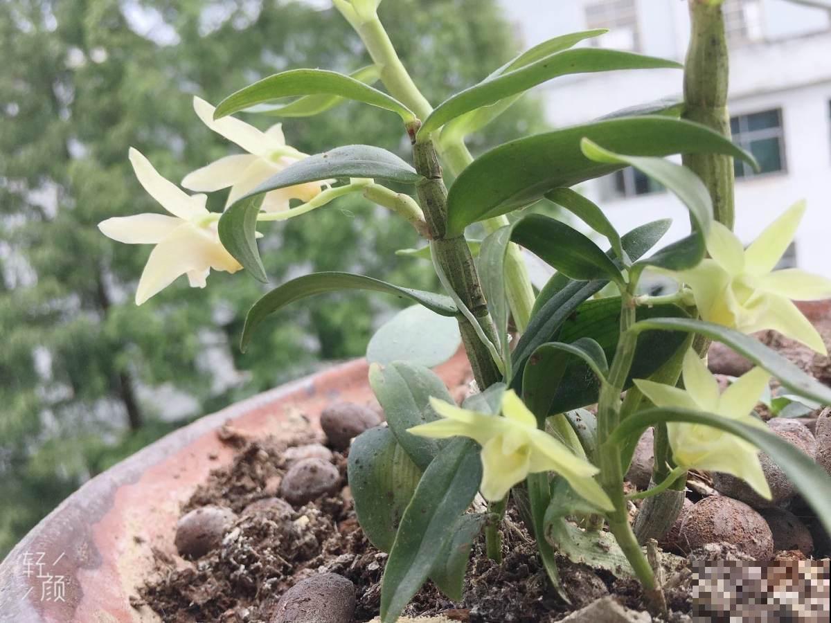 家里养一盆石斛,泡水当茶喝好处多多,季节干燥正合适 家里养一盆石斛,泡水当茶喝好处多多,季节干燥正合适