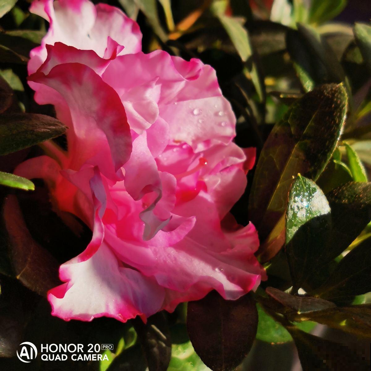 特坑人的3种花，好看是好看，但就是养不活