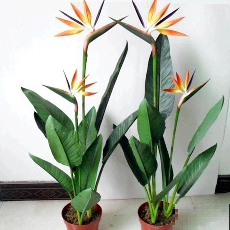 5种大型植物，养护简单不挑环境，家里就能养