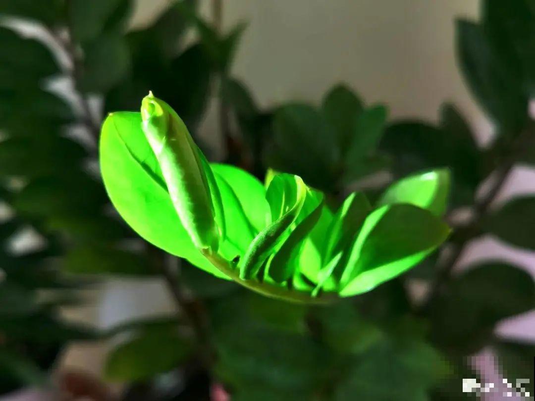 9种花特怕冷,现在赶紧套个袋,保暖很重要 9种花特怕冷,现在赶紧套个袋,保暖很重要