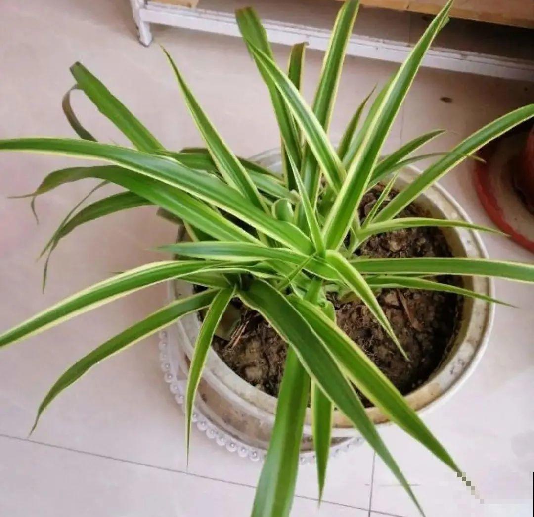 10种花得穷养，盆越小、水越少，越长得旺